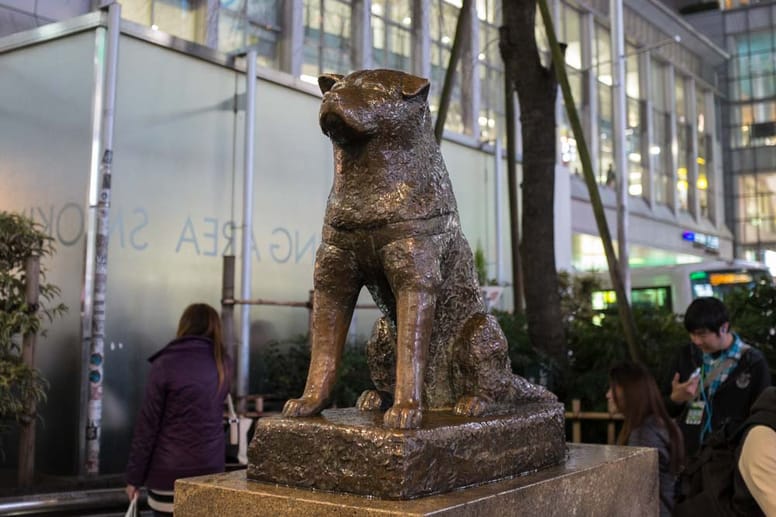 Hachiko, el perro que esperaba raza, historia y película
